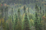 Superior National Forest I - Wall Art - By Alan Majchrowicz- Gallery Art Company