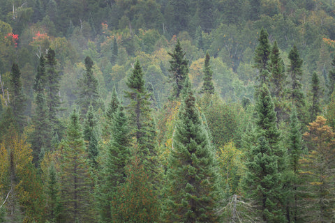 Superior National Forest I - Wall Art - By Alan Majchrowicz- Gallery Art Company