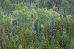 Superior National Forest III - Wall Art - By Alan Majchrowicz- Gallery Art Company