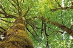 Big Leaf Maple Trees I - Wall Art - By Alan Majchrowicz- Gallery Art Company