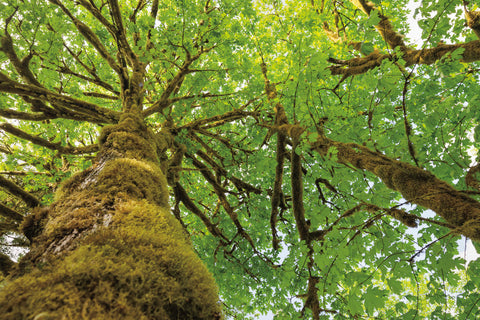 Big Leaf Maple Trees I - Wall Art - By Alan Majchrowicz- Gallery Art Company