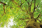Big Leaf Maple Trees II - Wall Art - By Alan Majchrowicz- Gallery Art Company