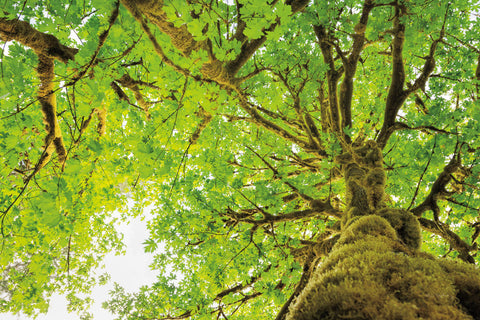Big Leaf Maple Trees II - Wall Art - By Alan Majchrowicz- Gallery Art Company