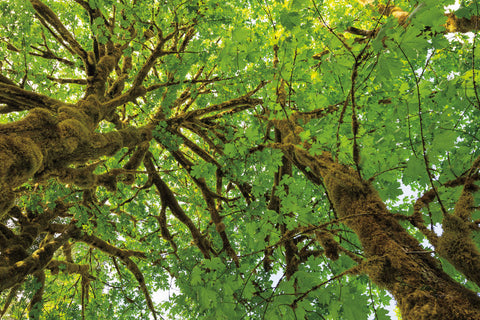Big Leaf Maple Trees III - Wall Art - By Alan Majchrowicz- Gallery Art Company