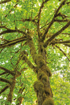 Big Leaf Maple Trees IV - Wall Art - By Alan Majchrowicz- Gallery Art Company