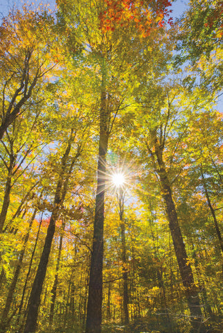 Autumn Foliage Sunburst III - Wall Art - By Alan Majchrowicz- Gallery Art Company