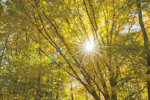 Autumn Foliage Sunburst V - Wall Art - By Alan Majchrowicz- Gallery Art Company