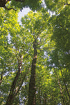 Hardwood Forest Canopy I - Wall Art - By Alan Majchrowicz- Gallery Art Company