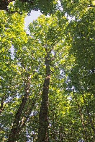 Hardwood Forest Canopy I - Wall Art - By Alan Majchrowicz- Gallery Art Company