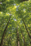 Hardwood Forest Canopy II - Wall Art - By Alan Majchrowicz- Gallery Art Company