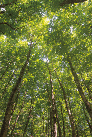 Hardwood Forest Canopy II - Wall Art - By Alan Majchrowicz- Gallery Art Company