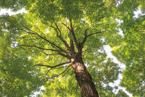 Hardwood Forest Canopy V - Wall Art - By Alan Majchrowicz- Gallery Art Company