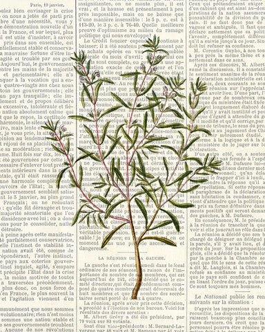 Fresh Herbs 2 - Wall Art - By Kimberly Allen- Gallery Art Company
