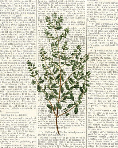 Fresh Herbs 3 - Wall Art - By Kimberly Allen- Gallery Art Company