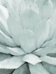 Agave 1 - Wall Art - By Kimberly Allen- Gallery Art Company