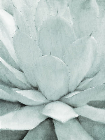 Agave 1 - Wall Art - By Kimberly Allen- Gallery Art Company