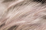 Foxtail Barley III Light - Wall Art - By Alan Majchrowicz- Gallery Art Company