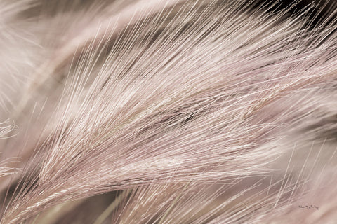 Foxtail Barley III Light - Wall Art - By Alan Majchrowicz- Gallery Art Company