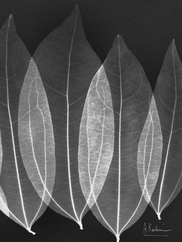 Extravagant Bo Tree - Wall Art - By Albert Koetsier- Gallery Art Company