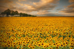 Sunflowers - Wall Art - By Piotr Krol (Bax)- Gallery Art Company