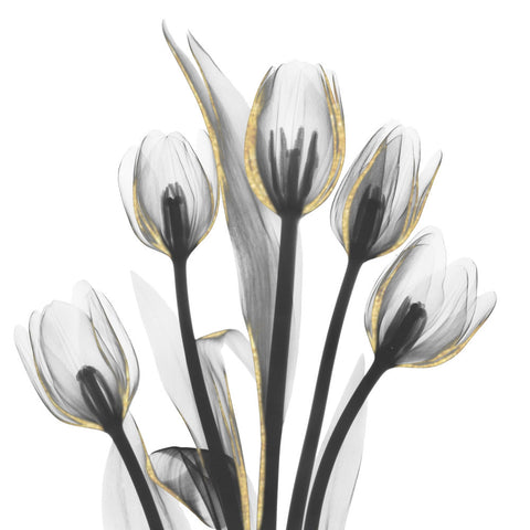 Gold Embellished Tulips 1 - Wall Art - By Albert Koetsier- Gallery Art Company