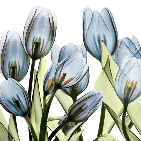 Tulip Blues 1 - Wall Art - By Albert Koetsier- Gallery Art Company