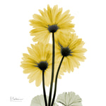 Golden Gerbera 2 - Wall Art - By Albert Koetsier- Gallery Art Company