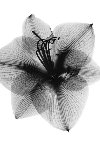 Amaryllis2 - Wall Art - By Albert Koetsier- Gallery Art Company