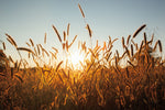 Morning Grain - Wall Art - By Aledanda- Gallery Art Company