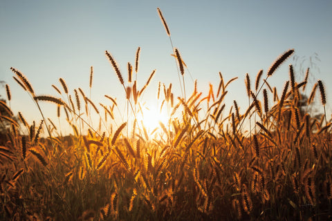 Morning Grain - Wall Art - By Aledanda- Gallery Art Company