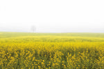 Mustard Seeds - Wall Art - By Aledanda- Gallery Art Company