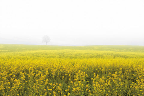 Mustard Seeds - Wall Art - By Aledanda- Gallery Art Company
