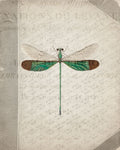 Dragonfly Book 2 - Wall Art - By Kimberly Allen- Gallery Art Company