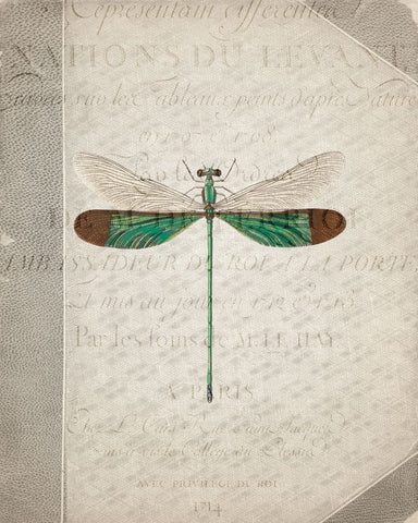 Dragonfly Book 2 - Wall Art - By Kimberly Allen- Gallery Art Company