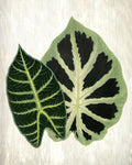 Botanical Greens 2 - Wall Art - By Kimberly Allen- Gallery Art Company