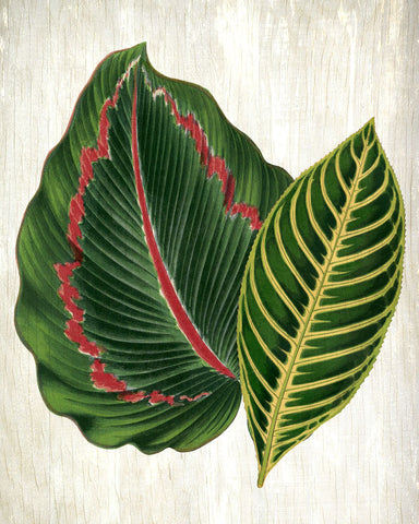 Botanical Greens 3 - Wall Art - By Kimberly Allen- Gallery Art Company