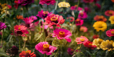 Zinnias in Bloom - Wall Art - By Kimberly Allen- Gallery Art Company