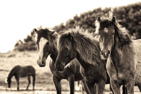 Horses Three Sepia - Wall Art - By Aledanda- Gallery Art Company