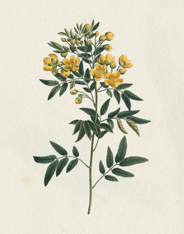 Victorian Garden Flowers I - Wall Art - By Wild Apple Portfolio- Gallery Art Company