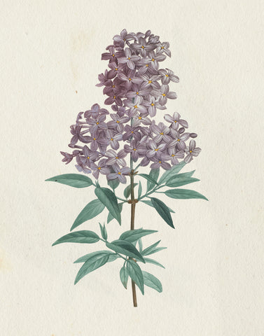 Victorian Garden Flowers III - Wall Art - By Wild Apple Portfolio- Gallery Art Company