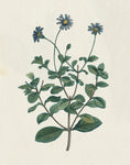 Victorian Garden Flowers IV - Wall Art - By Wild Apple Portfolio- Gallery Art Company