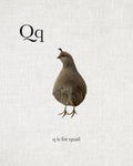 Q is for Quail - Wall Art - By Leah Straatsma- Gallery Art Company