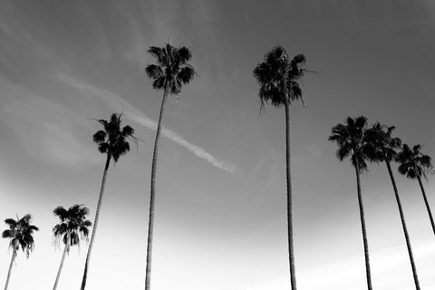 Passerby Palms - Wall Art - By Marcus Prime- Gallery Art Company