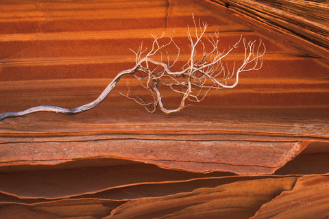 Coyote Buttes III - Wall Art - By Alan Majchrowicz- Gallery Art Company