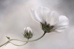 Simply Cosmos - Wall Art - By Mandy Disher- Gallery Art Company