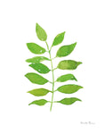 Fresh and Green IV - Wall Art - By Farida Zaman- Gallery Art Company