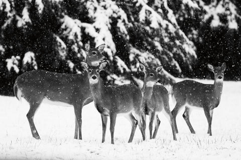 The Herd - Wall Art - By Aledanda- Gallery Art Company