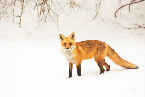 Red Fox IV - Wall Art - By Aledanda- Gallery Art Company