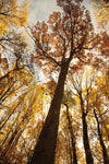 Towering Trees I - Wall Art - By Aledanda- Gallery Art Company