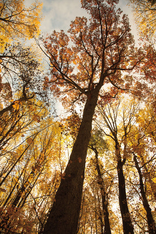 Towering Trees I - Wall Art - By Aledanda- Gallery Art Company